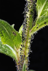 Aphids or Plant Lice (Aphidoidea) being milked by ants (Formidicae)