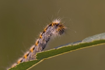 Butterfly caterpillar on leaf