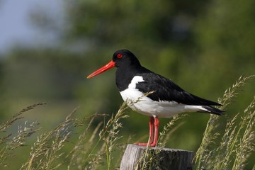 Eurasian Oystercatcher (Haematopus ostralegus) perched on a fence post, North Sea Coast, Schleswig-Holstein, Germany, Europe