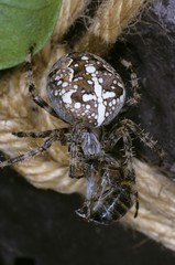 Cross Spider (Araneus diadematus) with honey-bee as prey