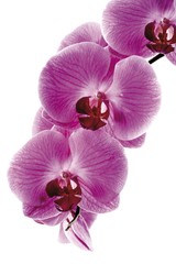 Naklejka na ściany i meble Orchids (Orchidaceae)