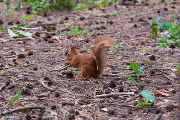 Red Squirrel