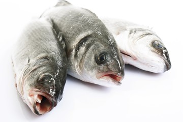 Three sea basses, raw