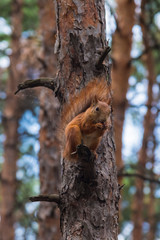 Red Squirrel