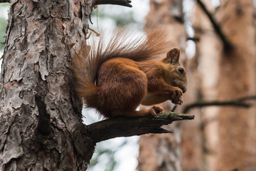 Red Squirrel