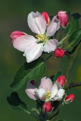 Blooming apple tree (Malus x domestica cultivar Braeburn)