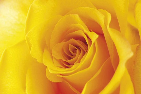 Yellow Rose (Rosa), closeup