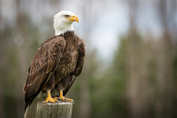 Bald Eagle - 175670113