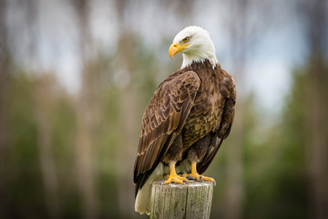Bald Eagle