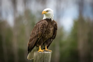 Tuinposter Bald Eagle © emranashraf