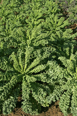 Green kale - borecole - cabbage - vegetable (Brassica oleracea var. sabellica)
