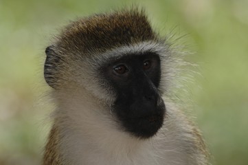 Green monkey (Chlorocebus), Samburu National Reserve, Kenya, Africa