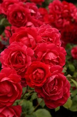 Red Rose (Rosa) flowers