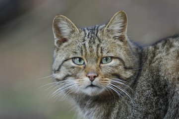 European Wildcat (Felis silvestris)