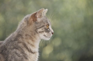 Young grey tabby cat, portrait