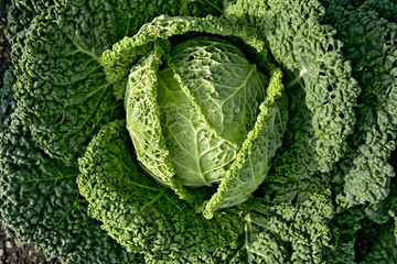 Savoy cabbage