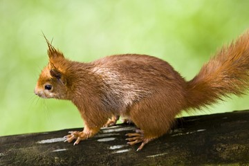 Red Squirrel (Sciurus vulgaris) running along a wooden beam, Hesse, Germany, Europe