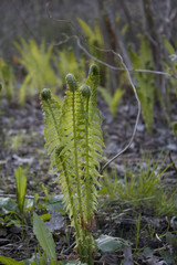Junger grüner Farnwedel im Frühling