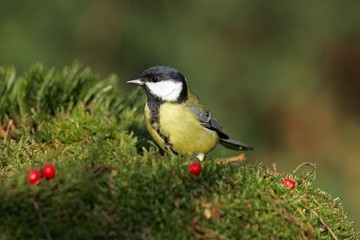 Fototapeta premium Great tit - tits (Parus major)