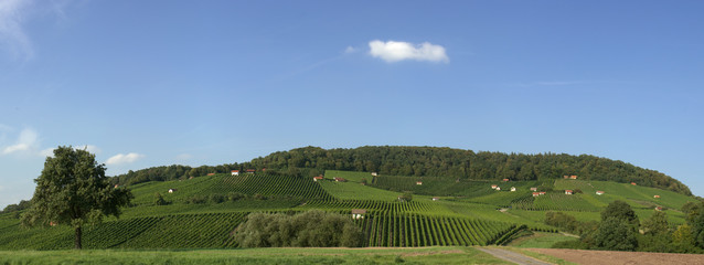 Fototapeta premium Viniculture region Falkenstein near Donnersdorf, Donnersdorf, Lower Franconia, Bavaria, Germany, Europe