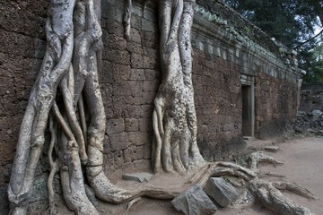 Fototapeta na wymiar Tree roots on the Ta Prohm Temple, Siem Reap, Cambodia, Southeast Asia, Asia