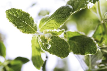 Apple Mint (Mentha suaveolens)