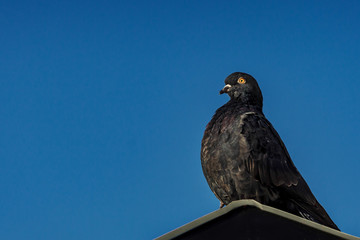 Pigeon against blue sky