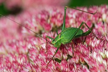 Female speckled bushcricket sitting on a flowering stonecrop - sedum live-forever - orpine - livelong - (Leptophyes punctatissima) (Sedum telephium cultivar Autumn Joy)