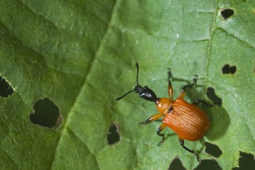 Hazel Leaf-roller (Apoderus coryli) on a leaf