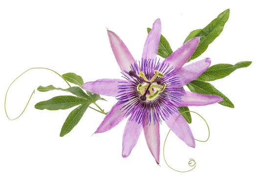 violet colored passion flower isolated on white