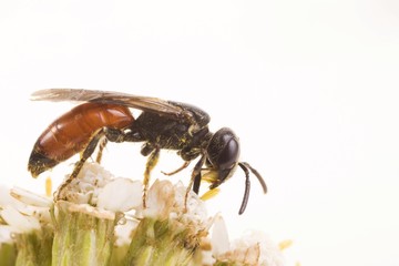 Sphecodes albilabris (Sphecodes albilabris)