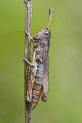 Rufous Grasshopper (Gomphocerippus rufus)