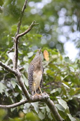 Forest bittern (Zonerodius heliosylus) in Varirata National Park, Papua New Guinea
