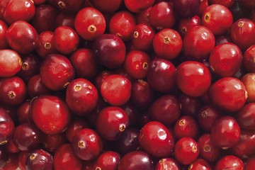 American Cranberries or Bearberries (Vaccinium macrocarpon)