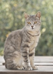 Naklejka na ściany i meble Young grey tabby cat sitting on a table