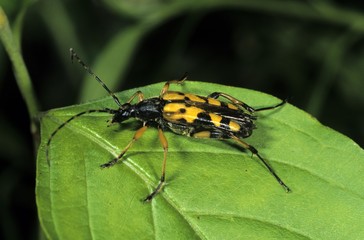 Spotted Longhorn (Rutpela maculata)
