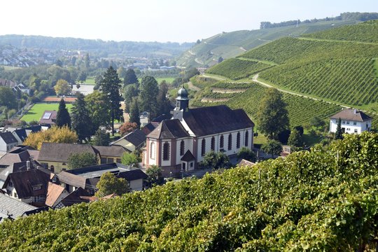 vineyard landscape in the Ortenau region near Durbach in Baden Germany , Durbach church in the background