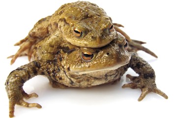 Mating Common Toads (Bufo bufo)