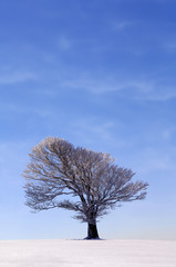 European Beech, Fagus sylvatica