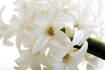 White Hyacinth (Hyacinthus)