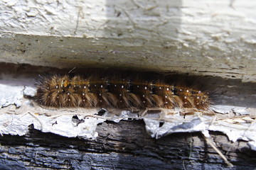 Caterpillar - Anthela acuta