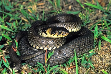 Grass Snake, Natrix natrix, defensive posture