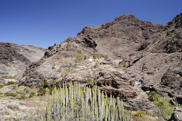 Barranco del Chorrillo, Canary Island Spurge (Euphorbia canariensis), Gran Canaria, Spain, Europe