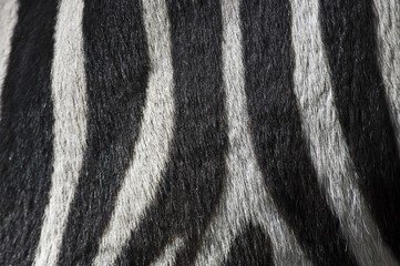 Fototapeta na wymiar Fur detail, Zebra stripes (Equus quagga)