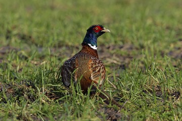 Pheasant - common pheasant - ring-necked pheasant - male (Phasianus colchicus)