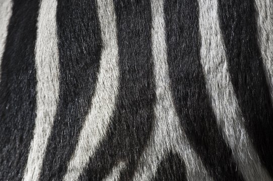 Fur detail, Zebra stripes (Equus quagga)
