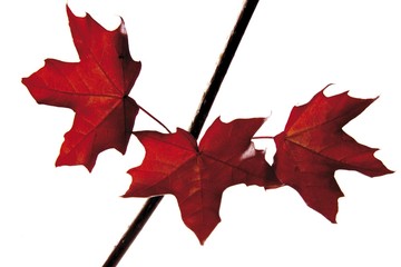 Red Maple leaves (Acer)
