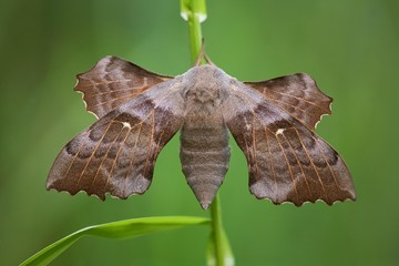 Poplar hawk moth (Laothoe populi)