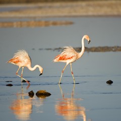 Chilean Flamingos (Phoenicopterus chilensis), Laguna de Chaxa, Atacama desert, Chile, South America