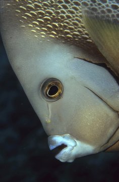 Gray Angelfish (Pomacanthus arcuatus), Bahamas, Caribbean, Americas, Central America